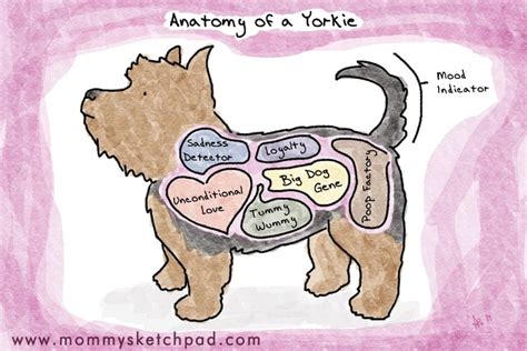 yorkie anatomy